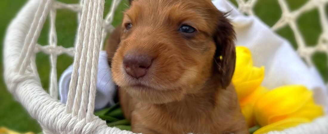 Bringing Home Your Dachshund Puppy: A Guide to a Smooth & Snuggly Start