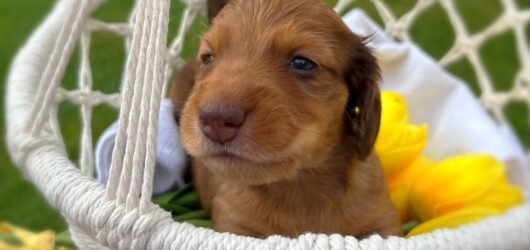 Bringing Home Your Dachshund Puppy: A Guide to a Smooth & Snuggly Start